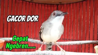 Download lagu Ciblek gacor nembak ngebren sekali pancing ciblekmu langsung nyaut gacor ngebren mp3 Download lagu Ciblek gacor nembak ngebren sekali pancing ciblekmu langsung nyaut gacor ngebren mp3