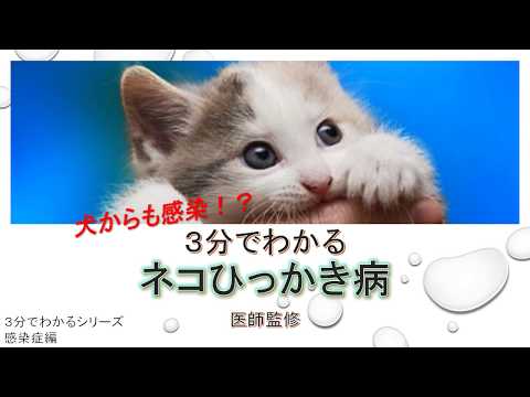 猫がよく引っ掻く:原因と治療法