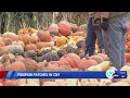 Pick The Perfect Pumpkin Pumpkin Patches In CNY