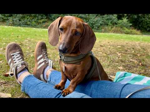 Rockers Dachshunds