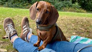 Is this the perfect day out for a mini dachshund