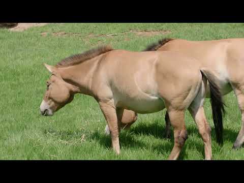 , title : 'The world’s first successfully cloned Przewalski’s horse is thriving | San Diego Zoo Safari Park'