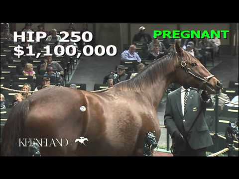 2015 November Breeding Stock Sale: Hip 250 - BELLA JOLIE