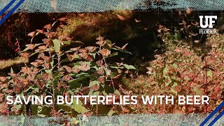 Newswise:Video Embedded raise-a-glass-to-butterflies