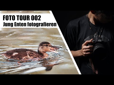 Jung Enten | Fotografieren Sigma 150-600 | Foto Tour 002