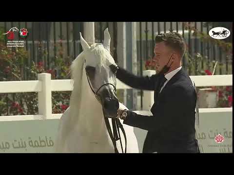 N 151 NAWAL BY APOLO   Abu Dhabi International Arabian Horse Championship 2021   Mares 7+ Years Old