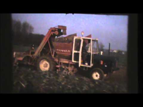 Wilfried Vandemoortele   Chicorei rooien