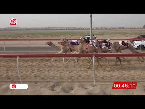  ش 21 (الشاهينيه) لـ حميد محمد بن حمد العويسي 2:18 ، شارة الصندوق 2026/08/01 فطامين سويحان
