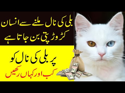 Billi Rakhne Ke Fayde | Billi ki jer k faidy | Benefits of Having a Cat at Home