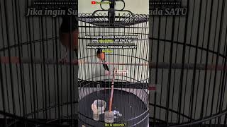 Download lagu suara enak burung #burungmewah #bunyimurai #burungkenarijuara #shorts #fypシ #viral #tutorial #yt mp3