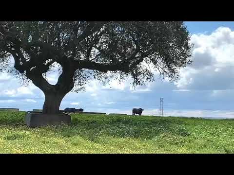 Hoy os enseñamos la LOS TOROS DE LIDIA DE LA CAMADA DE SACA 2020