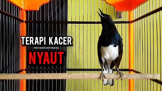 Download lagu kacer gacor NGEPLONG tarung ini paling ampuh buat PANCINGAN KACER agar EMOSI NYAUT mp3