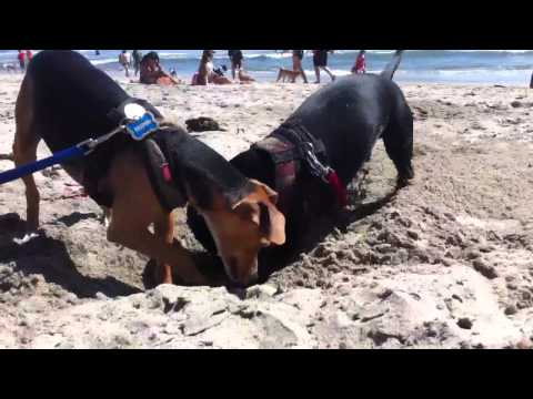 Taz digging for beach badgers