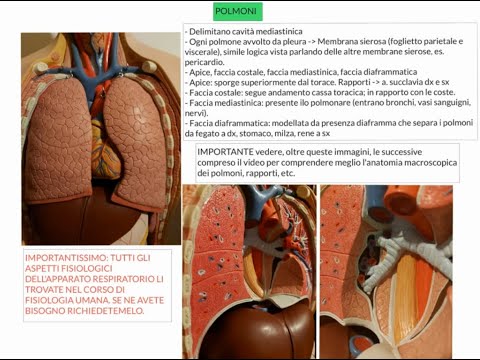 ANATOMIA - LEZIONE 45 - APPARATO RESPIRATORIO - PARTE 2