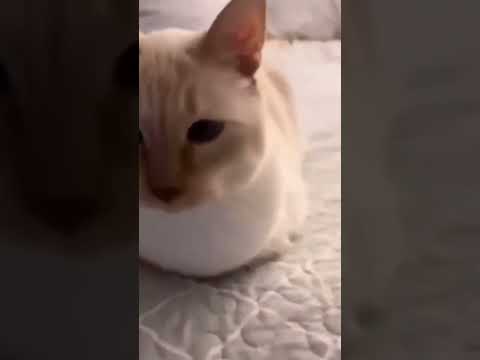 Funny cats and dogs reaction compilation 2023 #shorts