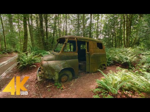 4K Virtual Hike through May Creek Park, Newcastle - Forest Walk on a Sunny Day + Forest Birds Songs