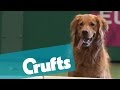 Who will be the Champion of Crufts 2015? - YouTube