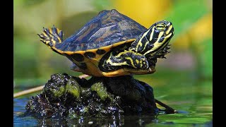 How to Get Rid of Salmonella in Turtles?