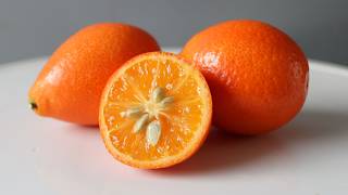 How to eat the Mandarinquat? This rare Citrus is AMAZING!
