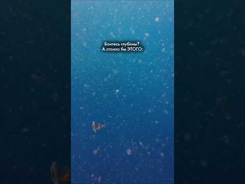 Мы плопали в кошмар наяву посреди океана. Боитесь глубины? А стоило бы сотен медуз в одном месте 😱