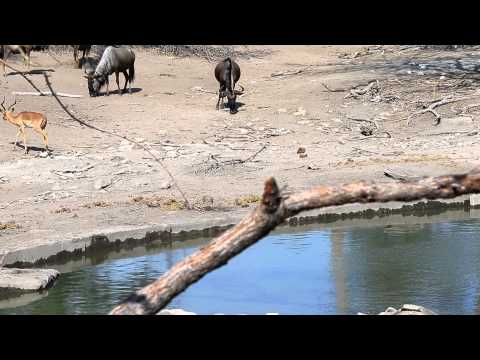 Chrysler Impala & Gnu at the waterhole