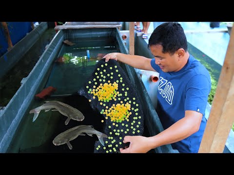 How Catfish Farming Produces thousands of eggs - The easiest way in catfish breeding (100 % proven)