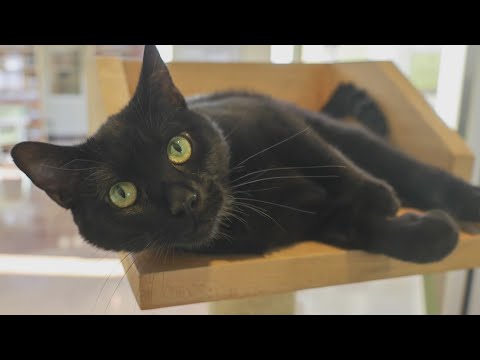 PAWS Chicago Pet of the Week: Eloise - YouTube
