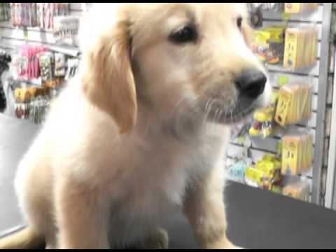 LA ESCASEZ ALCANZA A LAS MASCOTAS EN TÁCHIRA