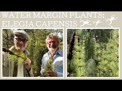 How to grow the pond margin plant: Elegia capensis or The South African Thatching Rush