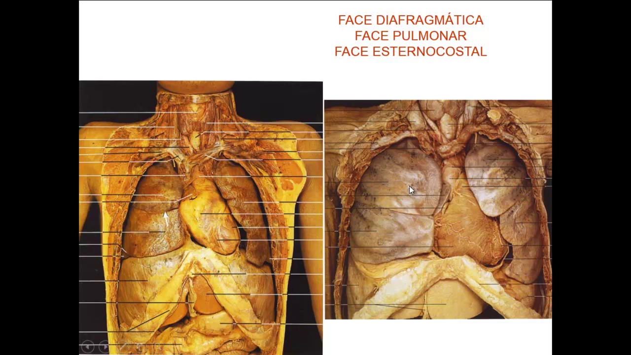 SISTEMA CIRCULATÓRIO - CORAÇÃO