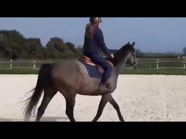 Hongre pur sang de 5 ans