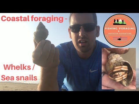 download lagu mp3 mp4 How To Catch Whelks, download lagu How To Catch Whelks gratis, unduh video klip How To Catch Whelks