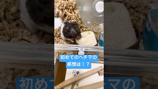 初めてのへちま　#ハムスター #ハムスターのいる生活