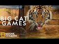 Keeping A Sumatran Tiger Healthy Magic Of Disney S Animal Kingdom