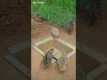 Easy DIY Making Quail Trap - Bird Trap #shorts #mytraps