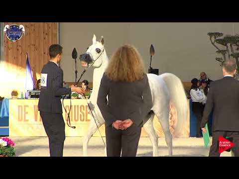 N 68 AL INAYA   European Championship 2019   10 Years Old and Older Mares Class 8