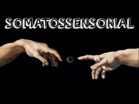 Aula 05b - Sistema Somatossensorial