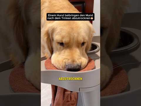 Diese golden Retriever lernt so schnell 🤩🐶