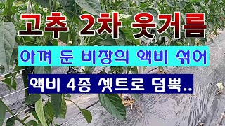 [텃밭농부 1,525]  고추에 2차 추비. 감춰 둔 비장의 액비 공급 #고추재배