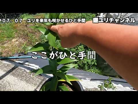 園芸 マルタゴン・リリー