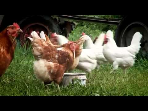 Lehrvideo Das Huhn - Nachhilfe Download
