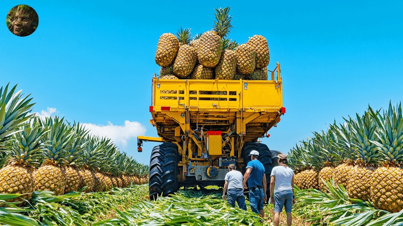 How American Farmers Pick Millions of Pineapples - Pineapple Harvesting 2024
