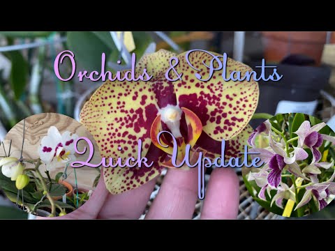 Quick Update of Everything || Quick Update with the Orchids and Plants