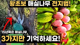 매실이 펑펑, 왕초보 전지법 완벽정리