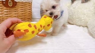 ハーフ犬の動画01