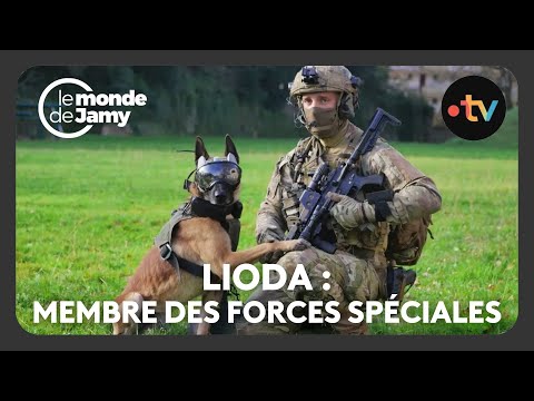 🐶Lioda, malinois et membre des forces spéciales 🪖 Le meilleur du monde de Jamy