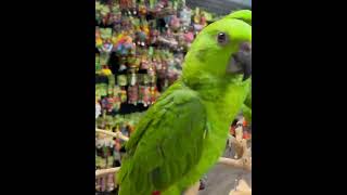 Amazon Birds Videos