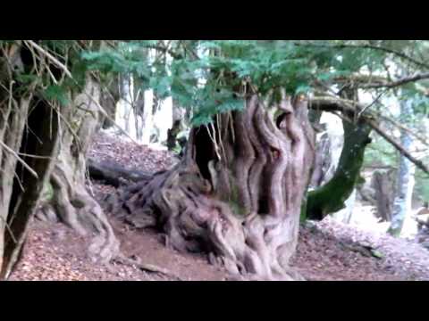 Ruta Senda de la Tejeda de Tosande