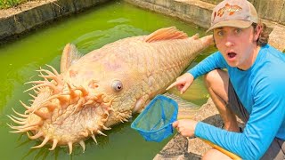 Saving ALBINO ALIEN FISH From POND DESTRUCTION!