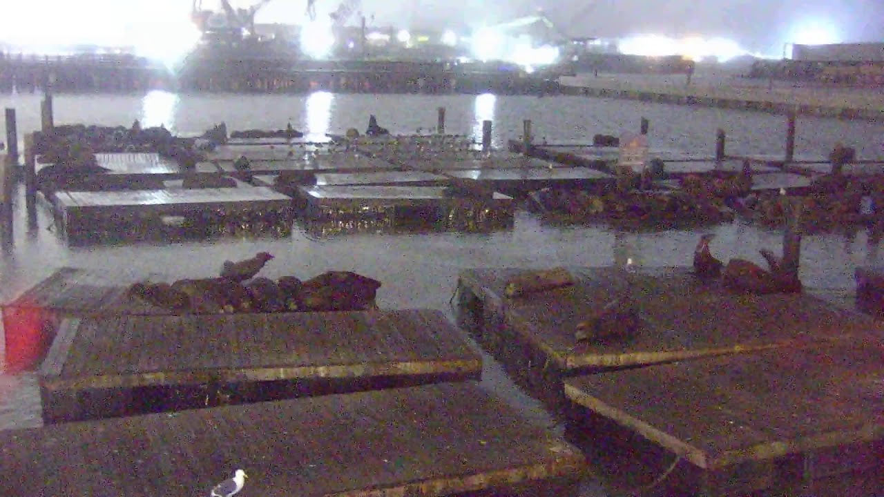 Live webcam view of Pier 39 Sea Lions at Fisherman's Wharf